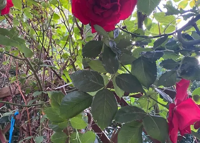 Dom wakacyjny Pawelkowo *