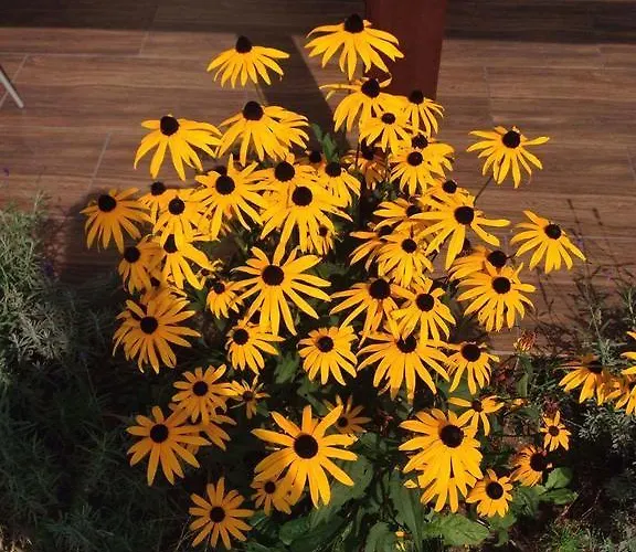 Pawelkowo Dom wakacyjny *